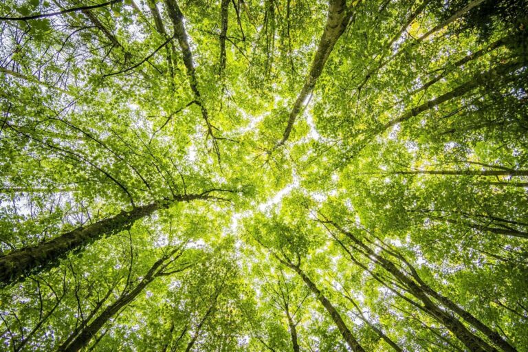 Looking up at tall green trees canopy.