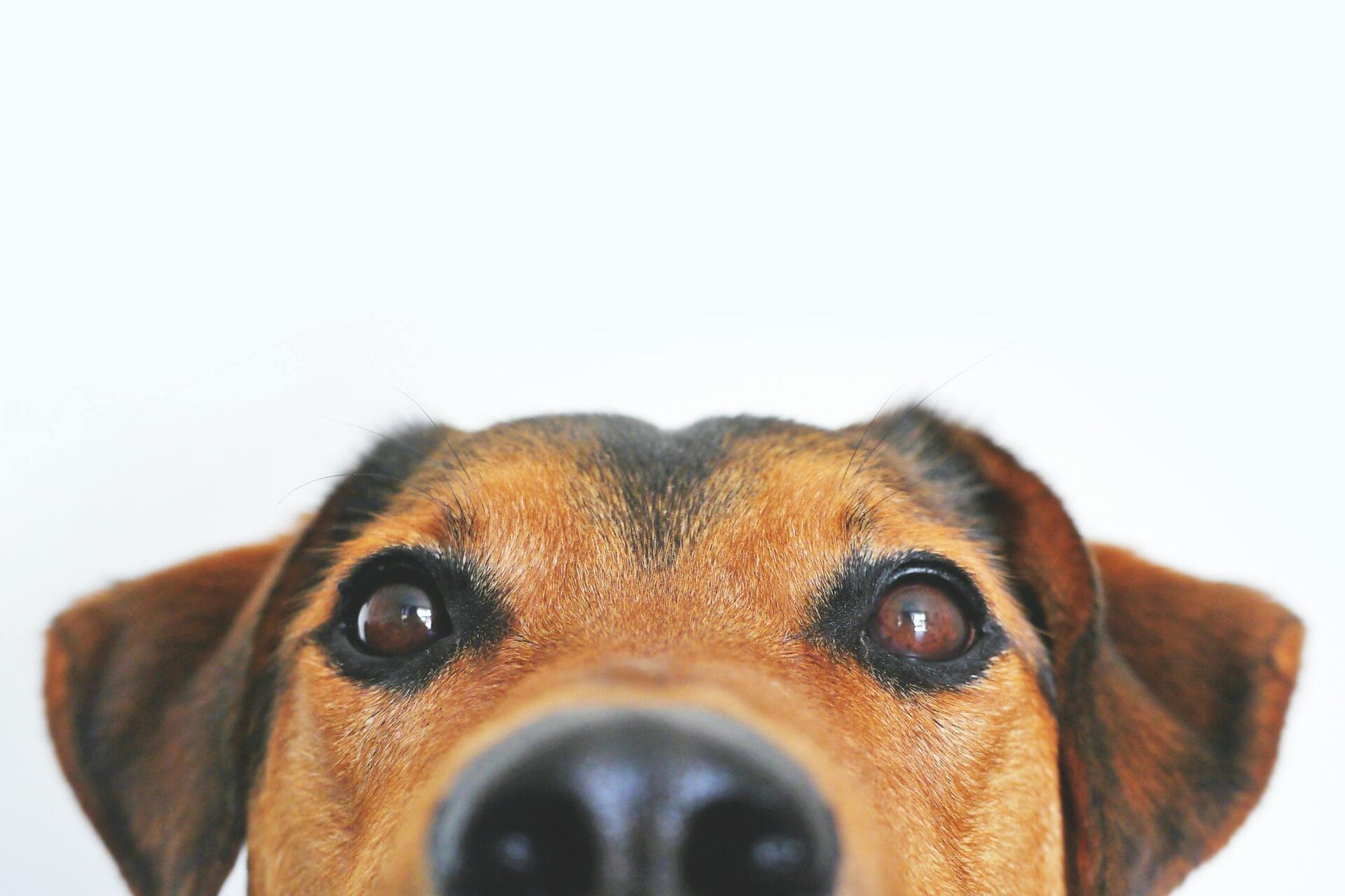 Close-up of dog's curious eyes and nose
